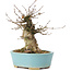 Acer buergerianum, 13 cm, ± 35 anni, con un nebari di 8 cm