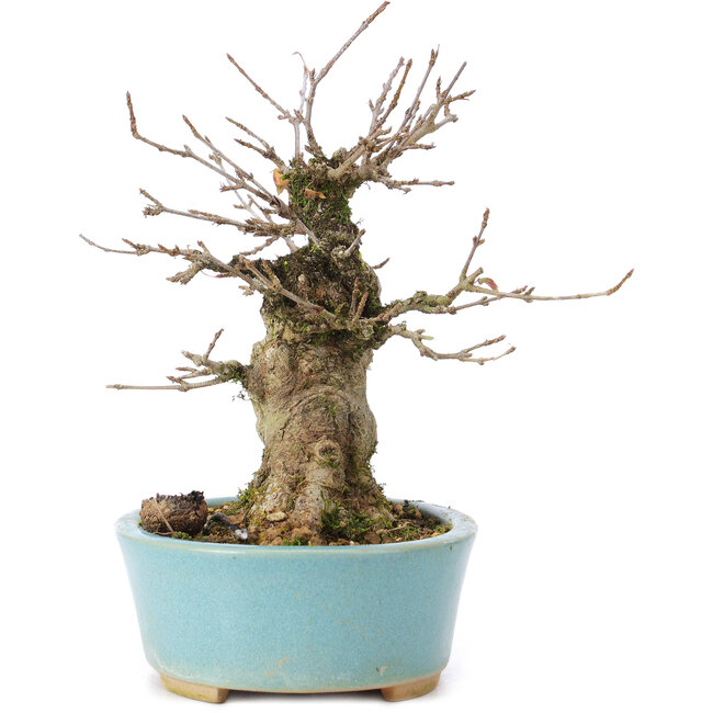 Acer buergerianum, 13 cm, ± 35 years old, with a nebari of 8 cm