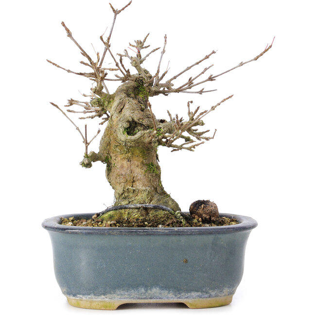 Acer buergerianum, 12 cm, ± 35 ans, avec un nebari de 6 cm