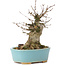 Acer buergerianum, 13 cm, ± 35 anni, con un nebari di 8 cm