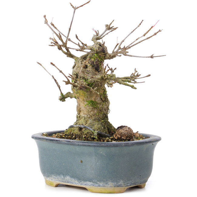 Acer buergerianum, 12 cm, ± 35 anni, con un nebari di 6 cm
