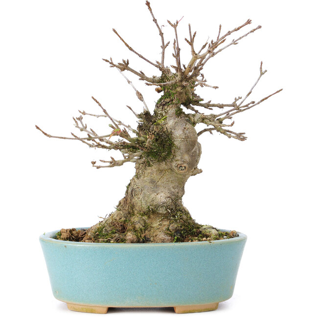 Acer buergerianum, 13 cm, ± 35 years old, with a nebari of 8 cm