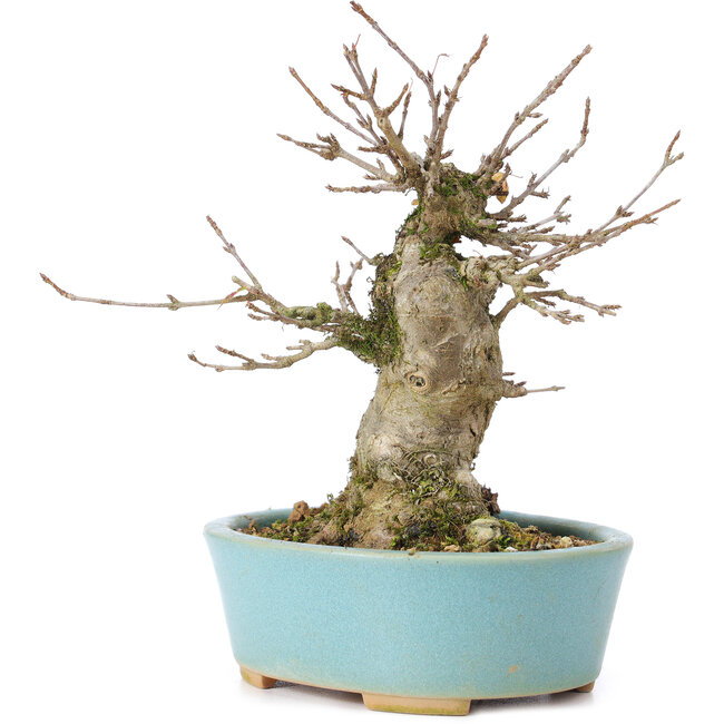 Acer buergerianum, 13 cm, ± 35 años, con un nebari de 8 cm