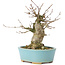Acer buergerianum, 13 cm, ± 35 anni, con un nebari di 8 cm