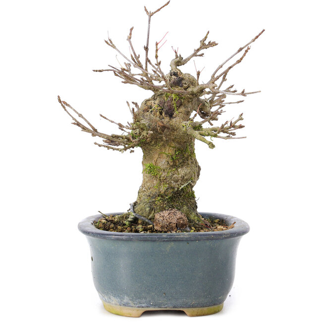 Acer buergerianum, 12 cm, ± 35 jaar oud, met een nebari van 6 cm