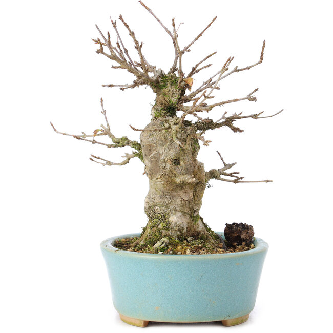 Acer buergerianum, 13 cm, ± 35 ans, avec un nebari de 8 cm