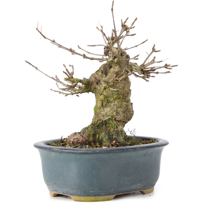 Acer buergerianum, 12 cm, ± 35 Jahre alt, mit einem Nebari von 6 cm