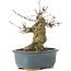 Acer buergerianum, 12 cm, ± 35 anni, con un nebari di 6 cm