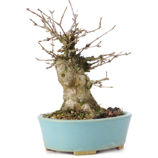 Acer buergerianum, 13 cm, ± 35 años, con un nebari de 8 cm