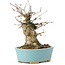 Acer buergerianum, 13 cm, ± 35 anni, con un nebari di 8 cm