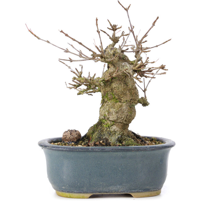 Acer buergerianum, 12 cm, ± 35 anni, con un nebari di 6 cm