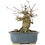 Acer buergerianum, 12 cm, ± 35 anni, con un nebari di 6 cm