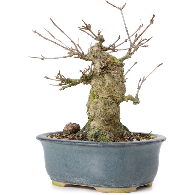 Acer buergerianum, 12 cm, ± 35 anni, con un nebari di 6 cm