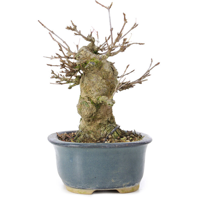 Acer buergerianum, 12 cm, ± 35 Jahre alt, mit einem Nebari von 6 cm