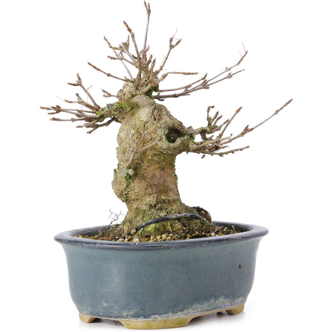 Acer buergerianum, 12 cm, ± 35 jaar oud, met een nebari van 6 cm