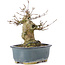 Acer buergerianum, 12 cm, ± 35 anni, con un nebari di 6 cm