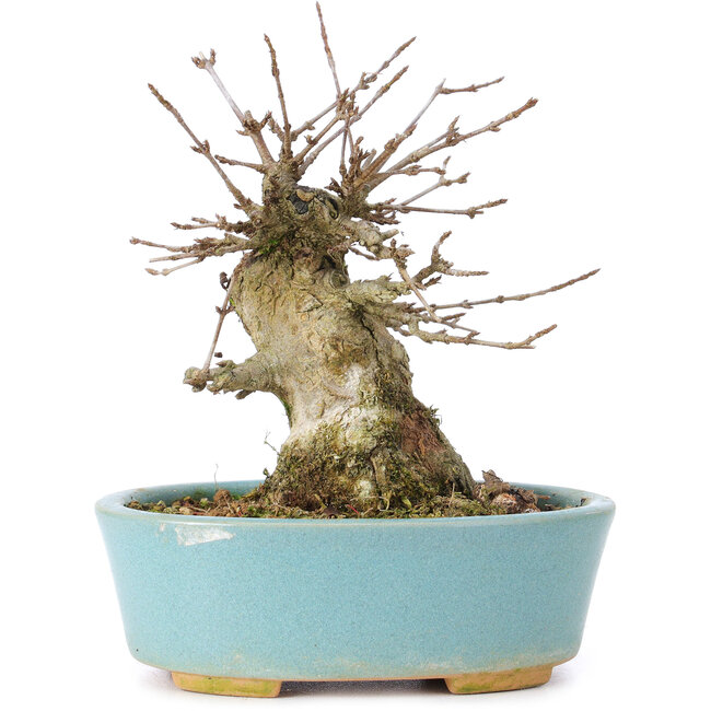 Acer buergerianum, 11 cm, ± 35 ans, avec un nebari de 7 cm