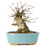 Acer buergerianum, 11 cm, ± 35 anni, con un nebari di 7 cm