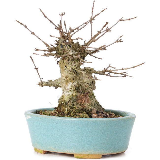 Acer buergerianum, 11 cm, ± 35 ans, avec un nebari de 7 cm