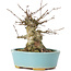 Acer buergerianum, 11 cm, ± 35 ans, avec un nebari de 7 cm