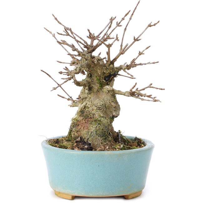 Acer buergerianum, 11 cm, ± 35 years old, with a nebari of 7 cm