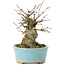 Acer buergerianum, 11 cm, ± 35 anni, con un nebari di 7 cm