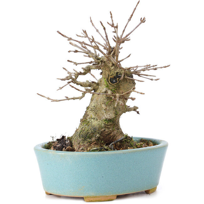 Acer buergerianum, 11 cm, ± 35 ans, avec un nebari de 7 cm