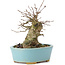 Acer buergerianum, 11 cm, ± 35 años, con un nebari de 7 cm