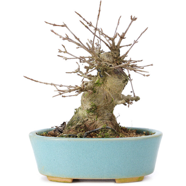 Acer buergerianum, 11 cm, ± 35 years old, with a nebari of 7 cm