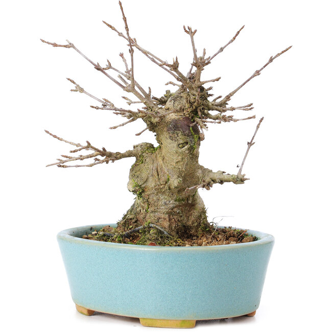 Acer buergerianum, 11 cm, ± 35 jaar oud, met een nebari van 7 cm