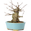 Acer buergerianum, 11 cm, ± 35 anni, con un nebari di 7 cm
