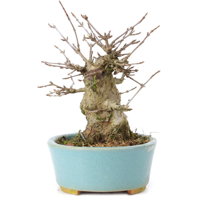 Acer buergerianum, 11 cm, ± 35 Jahre alt, mit einem Nebari von 7 cm