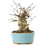 Acer buergerianum, 11 cm, ± 35 anni, con un nebari di 7 cm