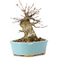 Acer buergerianum, 11 cm, ± 35 ans, avec un nebari de 7 cm