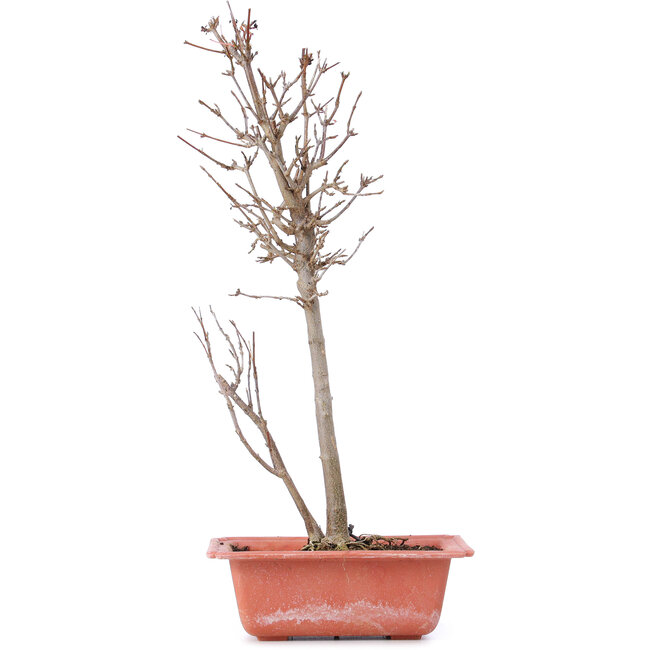 Acer buergerianum, 36 cm, ± 8 años