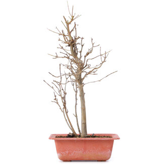 Acer buergerianum, 32,5 cm, ± 8 anni