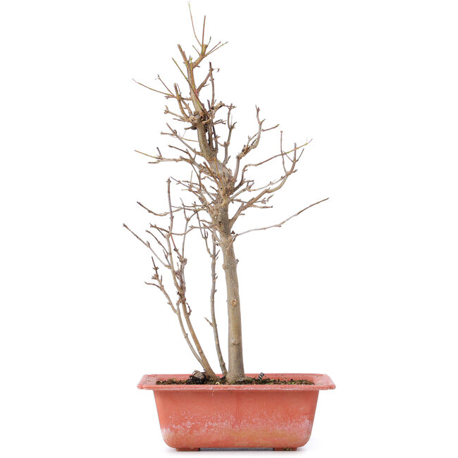 Acer buergerianum, 32,5 cm, ± 8 years old