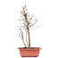 Acer buergerianum, 32,5 cm, ± 8 jaar oud