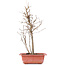 Acer buergerianum, 32,5 cm, ± 8 years old