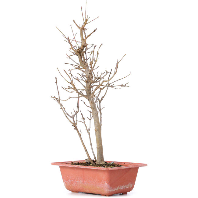 Acer buergerianum, 32,5 cm, ± 8 Jahre alt