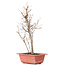 Acer buergerianum, 32,5 cm, ± 8 ans