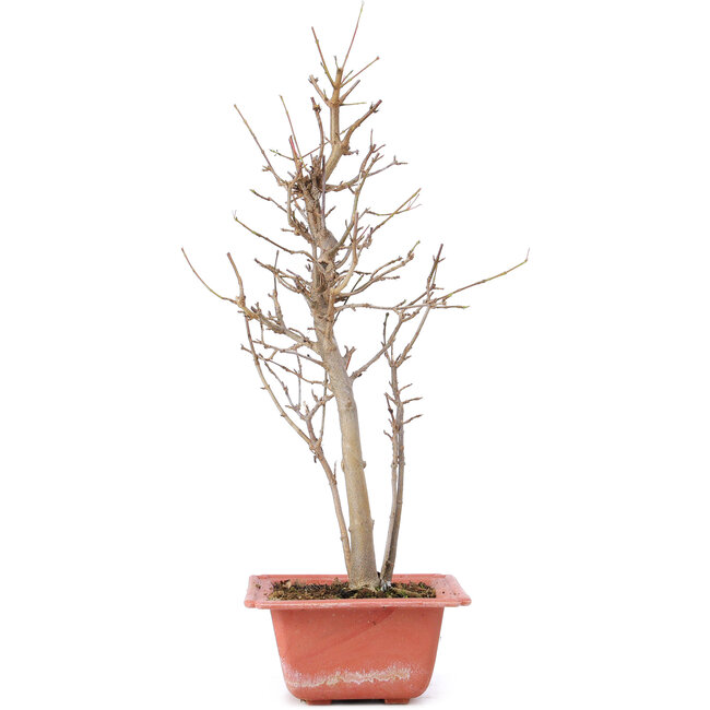Acer buergerianum, 32,5 cm, ± 8 Jahre alt