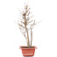 Acer buergerianum, 32,5 cm, ± 8 jaar oud