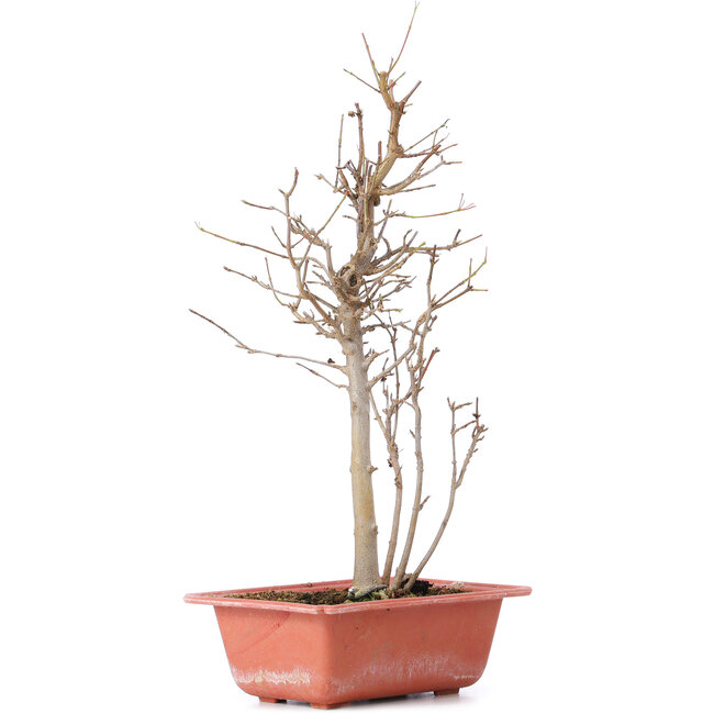 Acer buergerianum, 32,5 cm, ± 8 Jahre alt