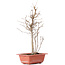 Acer buergerianum, 32,5 cm, ± 8 years old
