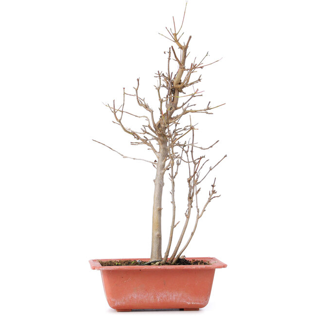 Acer buergerianum, 32,5 cm, ± 8 años