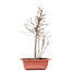 Acer buergerianum, 32,5 cm, ± 8 ans