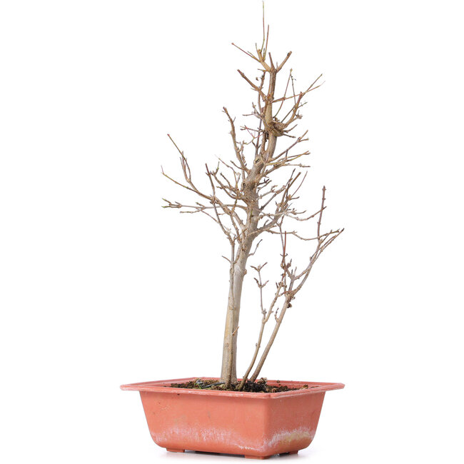 Acer buergerianum, 32,5 cm, ± 8 Jahre alt