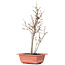 Acer buergerianum, 32,5 cm, ± 8 Jahre alt