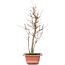 Acer buergerianum, 32,5 cm, ± 8 Jahre alt